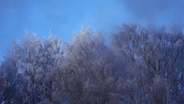 冬季森林。树下的雪。4 k。视频素材