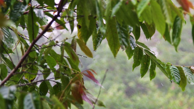 马来西亚，树叶在季风雨中摇摆视频素材