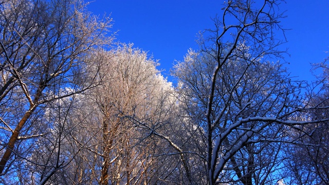 冬季森林。树下的雪。4 k。视频素材