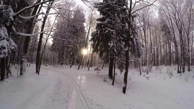 冬季森林。树下的雪。4 k。视频素材