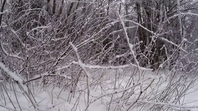 冬季森林。树下的雪。4 k。视频素材