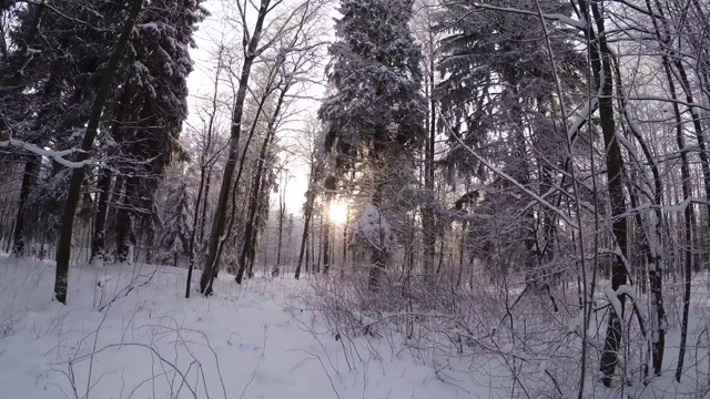 冬季森林。树下的雪。4 k。视频素材