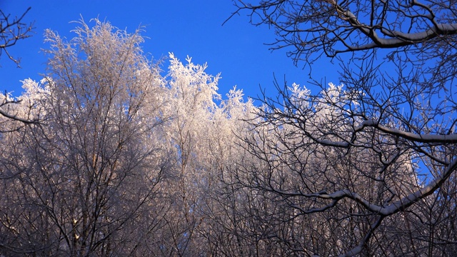 冬季森林。树下的雪。4 k。视频素材