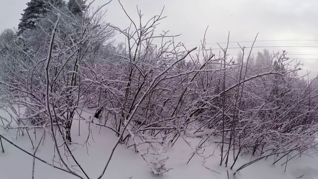 冬季森林。树下的雪。4 k。视频素材