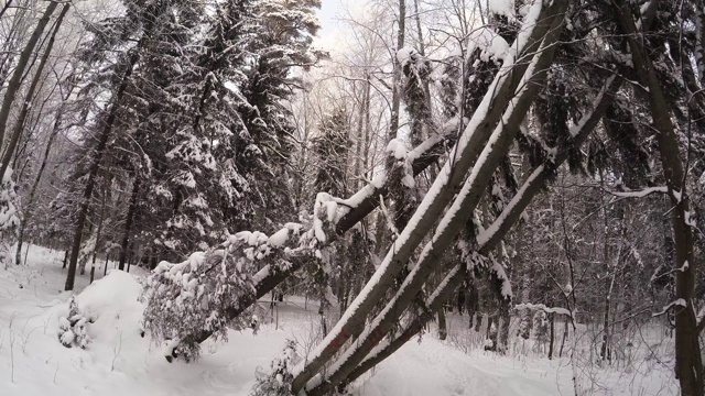 冬季森林。树下的雪。4 k。视频素材