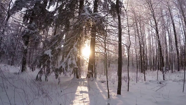 冬季森林。树下的雪。4 k。视频素材