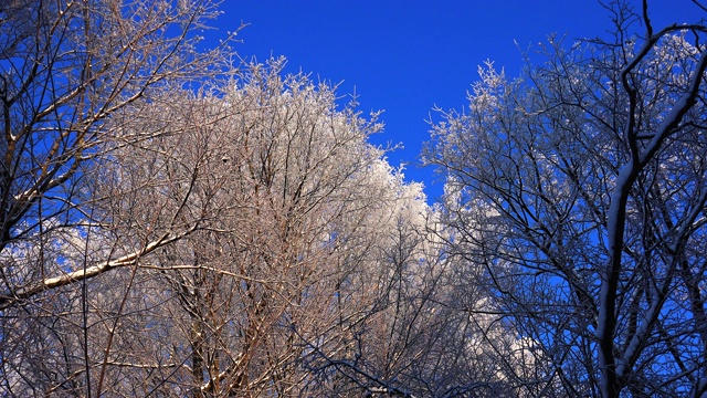 冬季森林。树下的雪。4 k。视频素材