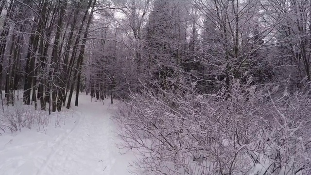 冬季森林。树下的雪。4 k。视频素材