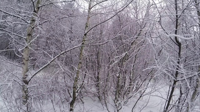 冬季森林。树下的雪。4 k。视频素材