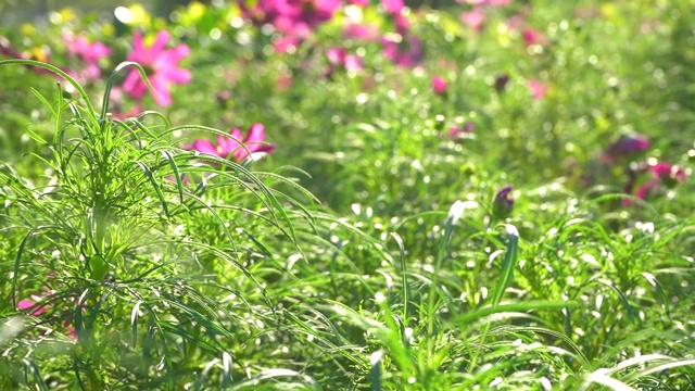 模糊近景花园中的绿叶和宇宙花田，散焦散焦背景和风吹，美丽的阳光自然在春天。视频素材