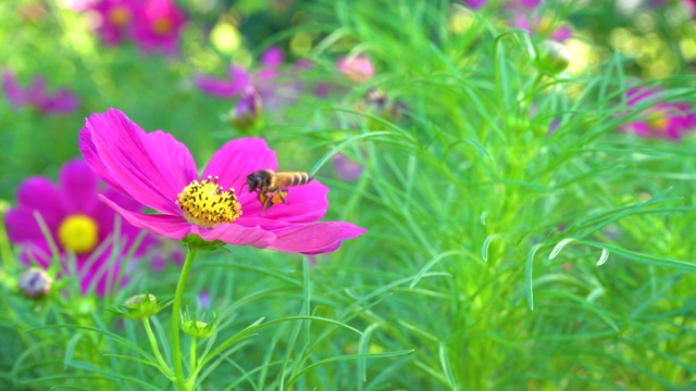 近距离的蜜蜂在紫色的宇宙花盛开在花园清新的绿色自然背景。缓慢的运动。视频素材