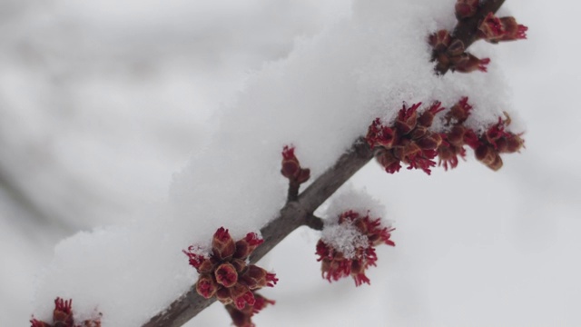 早春降雪视频素材