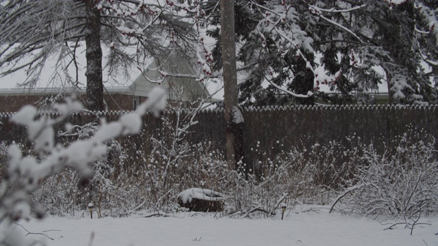 早春降雪视频下载