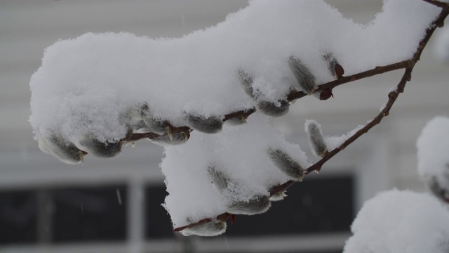 早春降雪视频素材