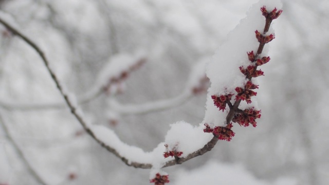 早春降雪视频素材