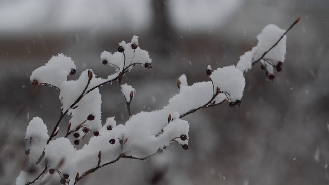 早春降雪视频下载