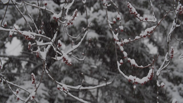 早春降雪视频素材