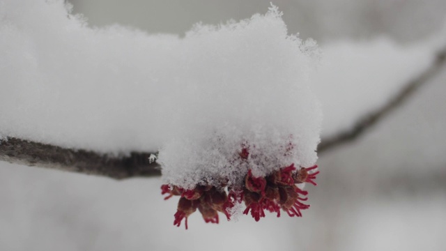 早春降雪视频素材