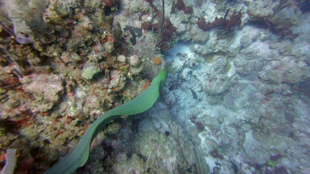 高角度拍摄的海鳗游泳在水下的珊瑚，海洋生物漂浮在海底-大蓝洞，伯利兹视频素材