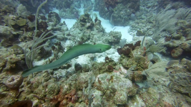 高角度拍摄的马里鳗鱼游泳在水下的珊瑚，海洋生物在海底-大蓝洞，伯利兹视频素材