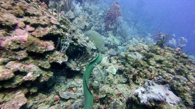 海鳗在海底游泳的慢动作镜头，鱼漂浮在海洋的珊瑚上-大蓝洞，伯利兹视频素材