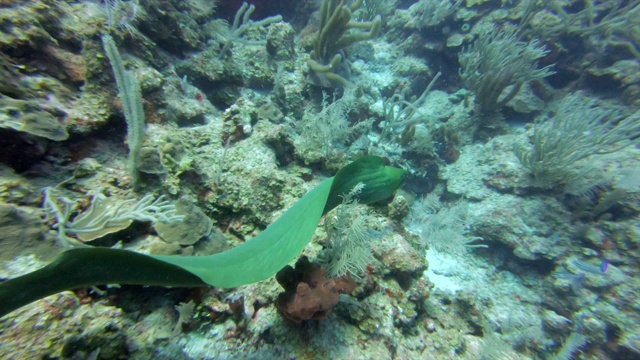 海鳗游过海底的特写慢动作，水下海洋生物的高角度视图-大蓝洞，伯利兹视频素材