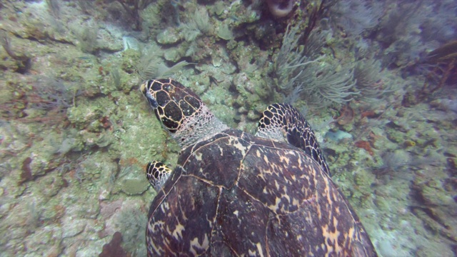 海龟在水下游泳，海洋生物在海底游泳-大蓝洞，伯利兹视频素材