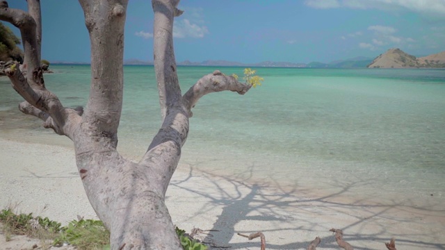 阳光明媚的一天，海滩上的光秃秃的树，田园诗般的海景——科莫多岛，印度尼西亚视频素材