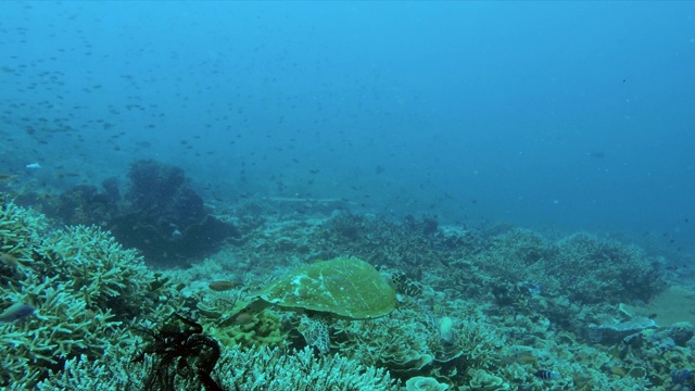 海龟和鱼在海底游泳的慢动作镜头，海洋在深蓝色的海-努沙佩尼达，巴厘岛视频素材