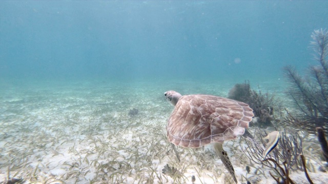 海龟游过沙底，水下动物-大蓝洞，伯利兹视频素材