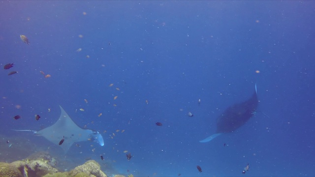 慢镜头拍摄的蝠鲼鳐游泳鱼在深蓝色的海洋，海洋生物在海洋上的珊瑚-科莫多岛，印度尼西亚视频素材