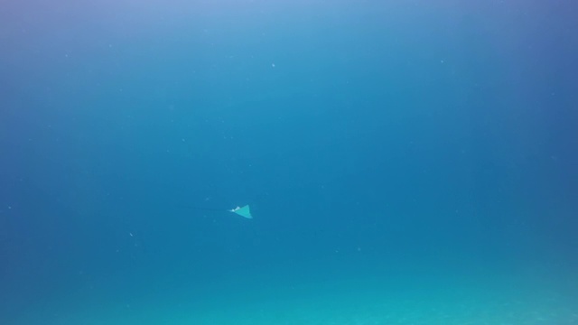 黄貂鱼游向海底的慢动作镜头，水生生物在深蓝色的水-努沙佩尼达，巴厘岛视频素材