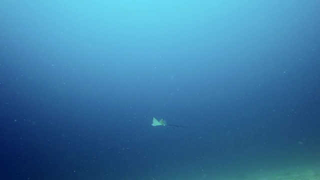 慢镜头黄貂鱼与长尾游泳在海洋，水生生物在蓝色的海-努沙佩尼达，巴厘岛视频素材