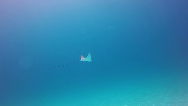 黄貂鱼在海底游泳的慢镜头，水生动物在蓝色的海-努沙佩尼达，巴厘岛视频素材