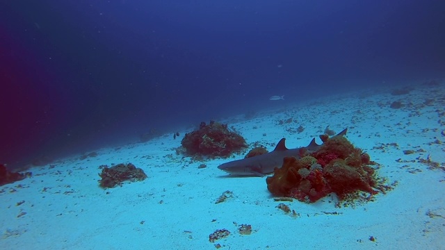 慢动作拍摄的各种鱼游泳在海底的沙，海洋生物在深蓝色的海洋-努沙佩尼达，巴厘岛视频素材