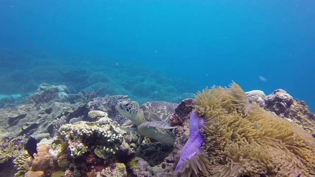 海龟在海葵上游泳的慢动作镜头，在蓝色的水下的海洋生物-努沙佩尼达，巴厘岛视频素材