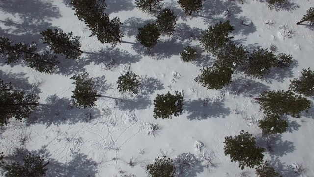 空中拍摄的常青树在雪覆盖的景观，顶视图的绿色森林在阳光明媚的一天-约内西，科罗拉多州视频素材