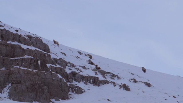 怀俄明州，杰克逊，白雪皑皑的山顶上的山羊视频素材