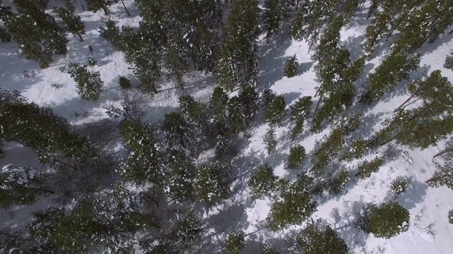 鸟瞰图:倾斜拍摄的常青树在白雪覆盖的森林与天空，在阳光明媚的日子里的绿色景观- Genesee，科罗拉多州视频素材