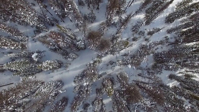 鸟瞰图常绿树木在林地上的雪，无人机在森林顶部移动在冬天-杰克逊，怀俄明州视频素材