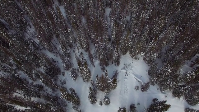 鸟瞰图的积雪覆盖常绿树木在森林，倾斜的观点的荒野在冬天-杰克逊，怀俄明州视频素材