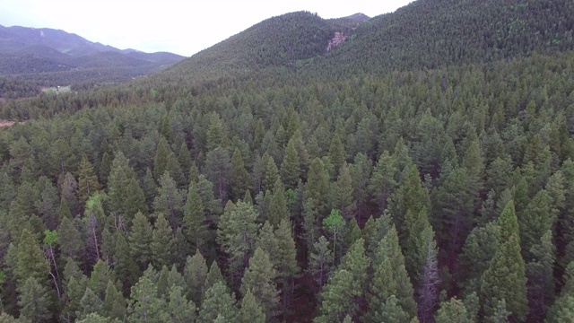 鸟瞰图的绿树在森林对山脉，无人机向前移动在田园诗般的林地-湖惠灵顿，科罗拉多州视频素材