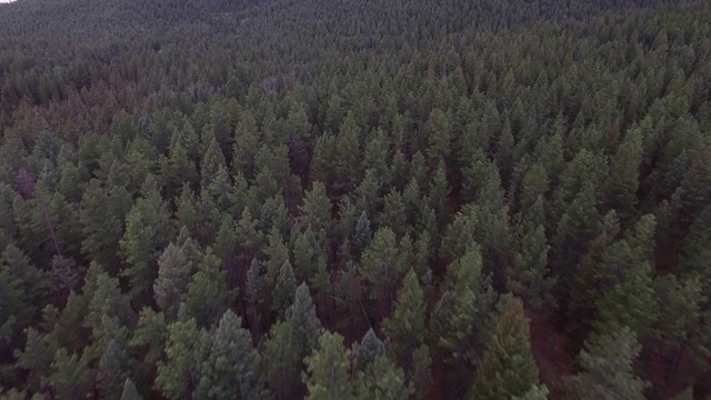 鸟瞰田园诗般的绿树在森林，无人机向前移动林地对山脉-湖惠灵顿，科罗拉多州视频素材