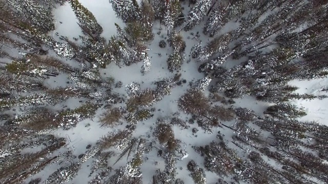 鸟瞰图常绿树木在森林上的雪，无人机在林地顶部移动在冬天-杰克逊，怀俄明州视频素材