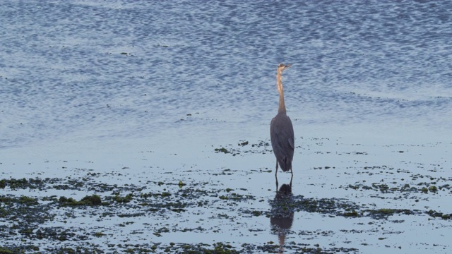 Ardea cinerea站在海滩上，警惕的灰色苍鹭望着别处-莫斯兰丁，加利福尼亚视频素材