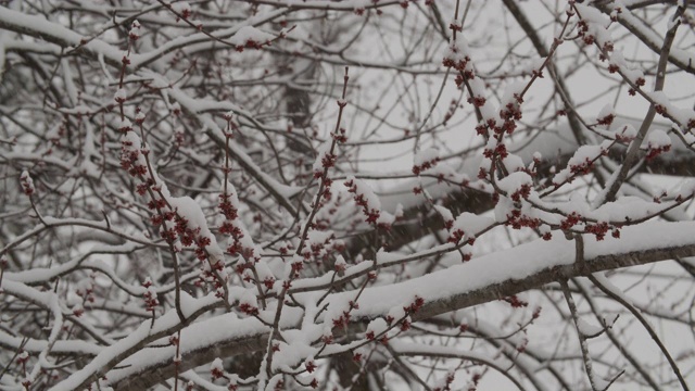 早春降雪视频下载