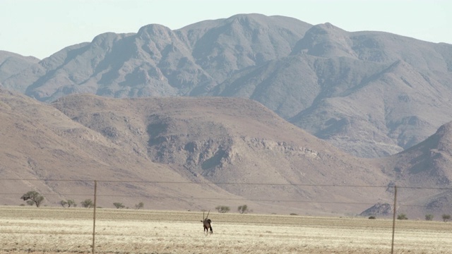 大羚羊在野外对抗高山，偏远地区的野生动物-埃托沙国家公园，纳米比亚视频素材