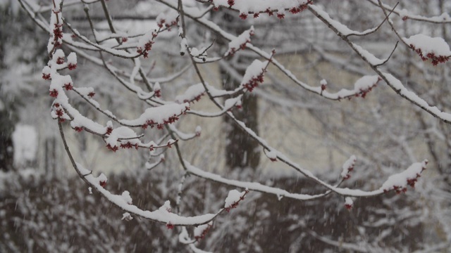 早春降雪视频素材