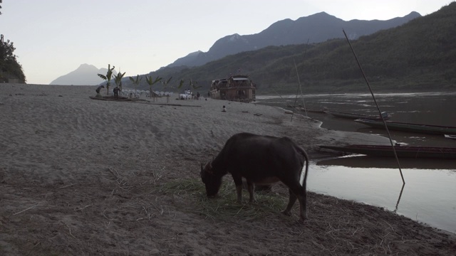 老挝琅勃拉邦，山上的河岸上，水牛在吃草视频素材