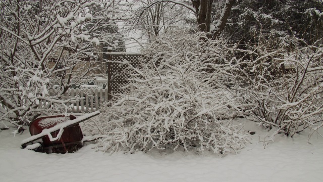 早春降雪视频素材